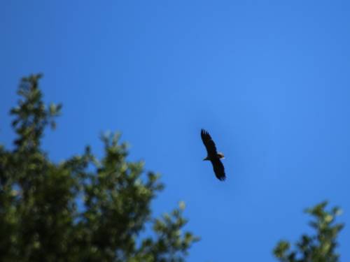 An einem blauen Himmel ist die Silhouette eines Seeadlers zu erkennen. Die Schwanzfedern sind weiß, der restliche Vogel wirkt schwarz.